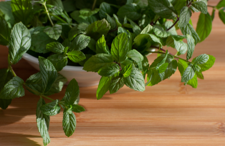 how to grow mint in a pot