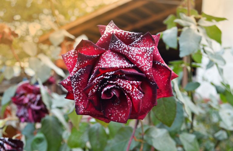 winter rose care - protecting from frost